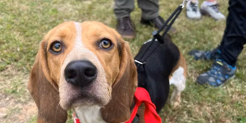 Triangle Beagle Rescue Adopt a thon at Rosecomb in Cary