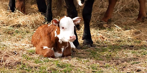 2026 Spring Calf Tours (4\/4)