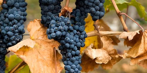 Beaujolais Slippfest \u2013 Torsdag 20. november! \ud83c\udf89\ud83c\udf47