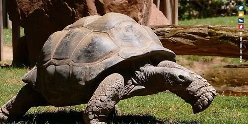 Zoo-Spendenlauf - Save the date! 