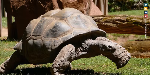 Zoo-Spendenlauf - Save the date! 