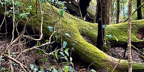 Syndicate Track Trail Run in the Dorrigo National Park
