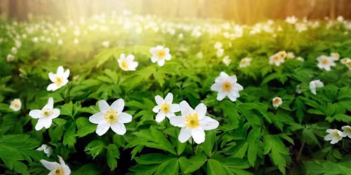 V\u00e5rmarknad i Lerdala 