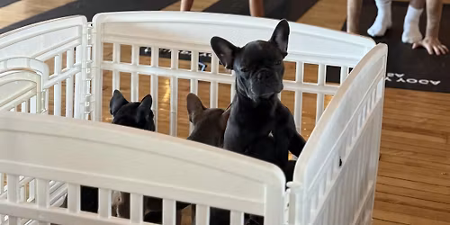 Puppy Yoga USA - Chicago