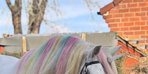 One Day Only Unicorn Encounter at The Hole In Wand York \ud83e\udd84
