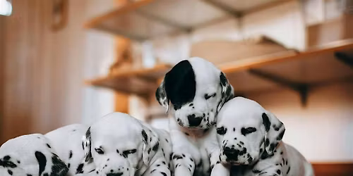 Puppy Yoga by Yoga Kawa Mississauga Dalmatian Puppies