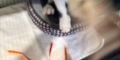 Kitten Kamp \ud83d\ude3b
