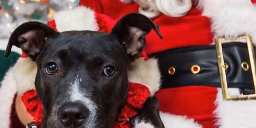 Santa Paws - Pet Night with Santa