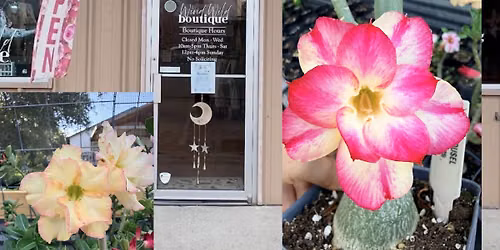 SIP, SHOP, & BLOOM