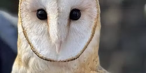 CCC OPEN HOUSE AND LIVE RAPTORS