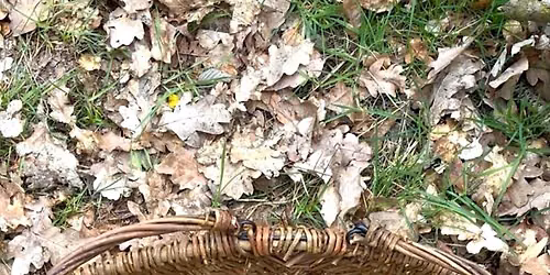 Foraging For Beginners