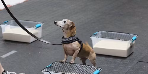 AKC Novice Scent Work Trials