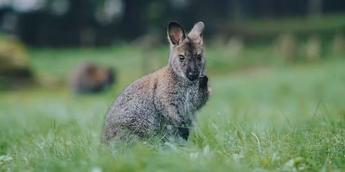 Wildlife Unplugged: Bounce & Beyond (Bennett's Wallaby & Pademelon Rehabilitation)