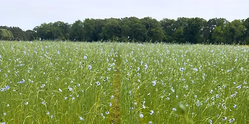 2026 Fiber Flax Field Day