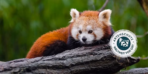 Internationaler Tag des Roten Pandas 