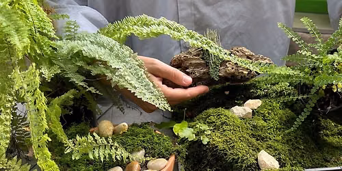 Miniature Moss Garden