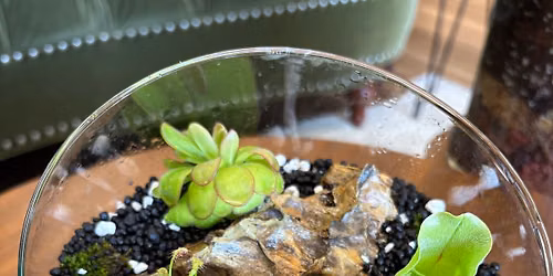 Carnivorous Bog Bowl Workshop