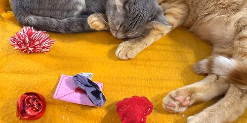 Purrs, Pets, & Hellos