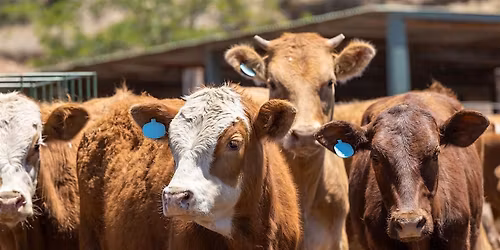 Korean Seaweed Meets Australian Beef: Pathways to 90% Methane Reduction