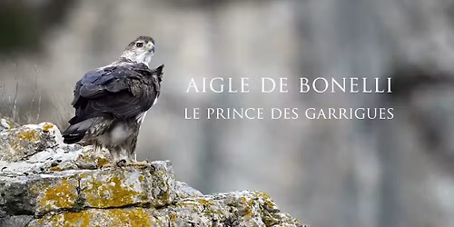 Cin\u00e9-d\u00e9bat : Aigle de Bonelli, prince des garrigues
