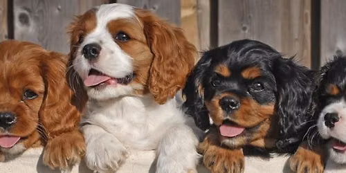 Cavvy Play Date!