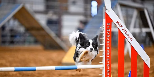 Dallas-Ft. Worth English Springer Spaniel Assoc. AKC Trial