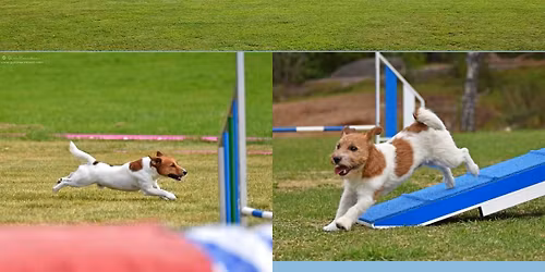 OODK agility sommerstevne 