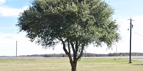 Common Tree Issues- Texas A&M Forest Service