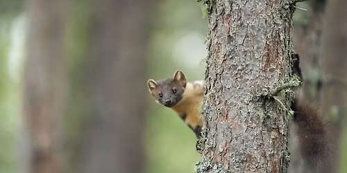 Pine marten storytelling event (Fingle Bridge)