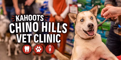 Low Stress Vet Clinic & Teeth Cleaning