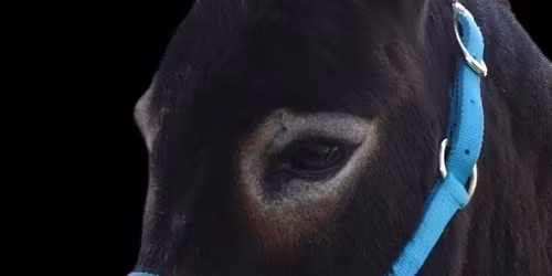 Itty Bitty Donkey and Open Horse Schooling Show