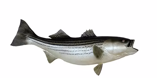 Free fishing masterclass! (South Brooklyn)