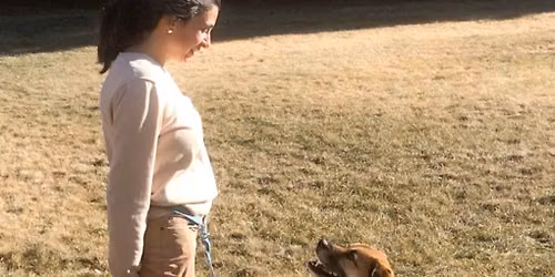 Loose Leash Walking