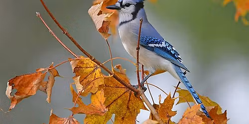 Almost Winter Bird Walk