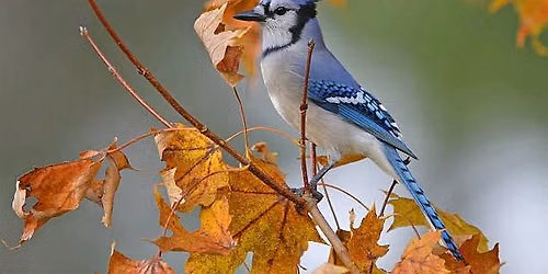 Almost Winter Bird Walk