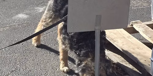 AKC Scent Work Trial