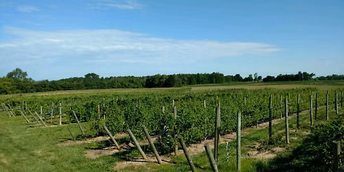 U-Pick at Morgan Vineyard