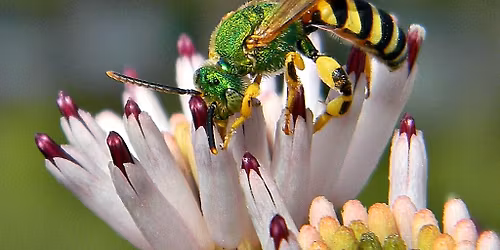 Monthly Program: Our Native Bees