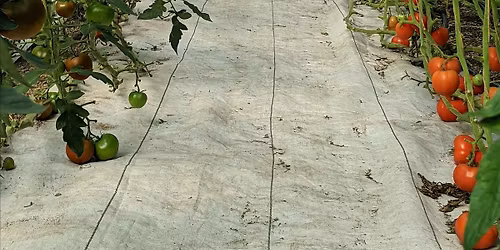 Tomato Success Under Cover: Growing in High Tunnels