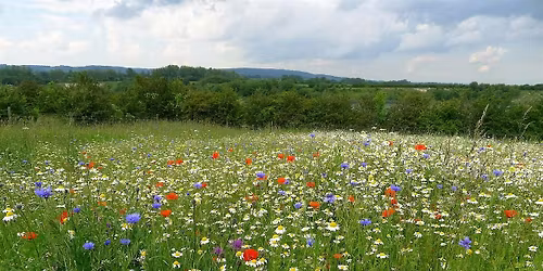 The Cornfield Flower Project - College Lake, Friday May 22