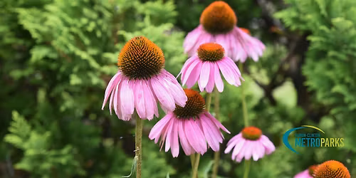 Native Plant Swap with Huron-Clinton Metroparks