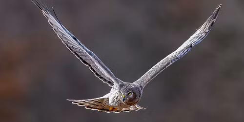 Friday Walk with Friends