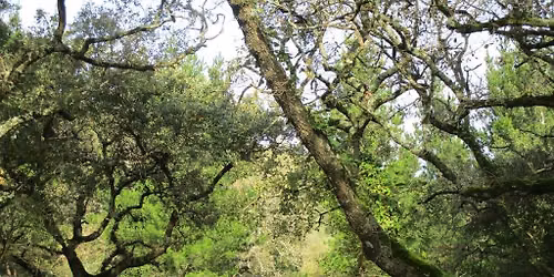 Caminhando em Covas do Ferro