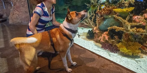 Dog Nights of Summer at Point Defiance Zoo & Aquarium (Adults-Only)