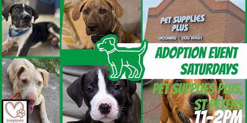 Adoption Event at Pet Supplies Plus, St Peters