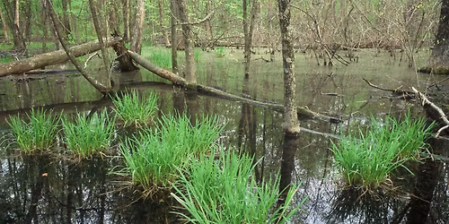 Sunday in the Swamp