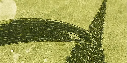 Monoprinting with Nature with Danielle Creenaune