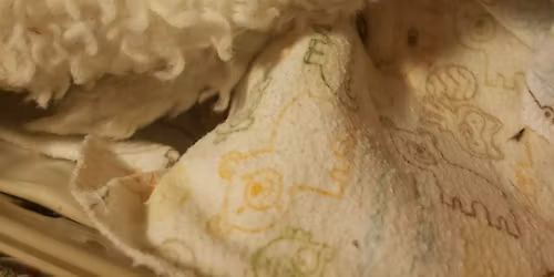 R-PAWS wildlife rehab new member presentation for Bay Beach Wildlife Sanctuary