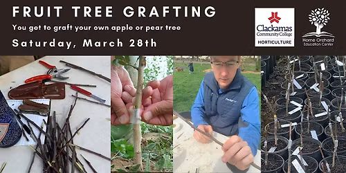 Fruit Tree Grafting: Beginning