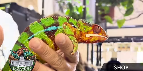 Sacramento Reptile Show